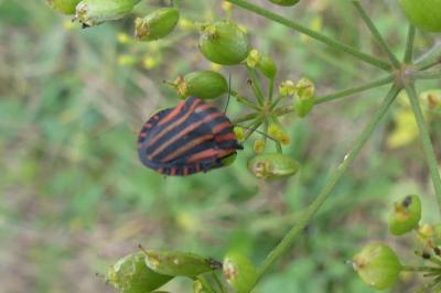 <i>Graphosoma italicum</i>