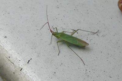 <i>Trigonotylus</i>