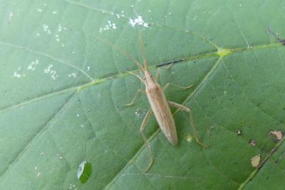 <i>Stenodema laevigata</i>