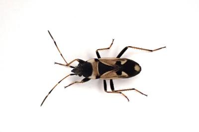 <i>Raglius confusus</i>