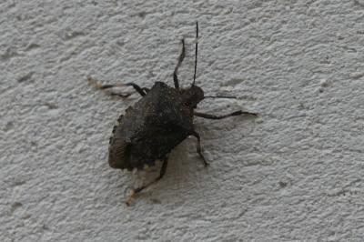 <i>Halyomorpha halys</i>