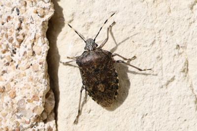 <i>Rhaphigaster nebulosa</i>