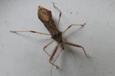<i>Gonocerus acuteangulatus</i>