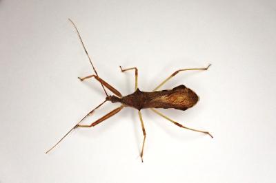 <i>Nagusta goedelii</i>