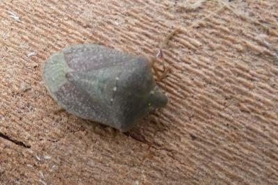 <i>Nezara viridula</i>