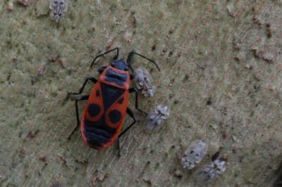 <i>Pyrrhocoris apterus</i>