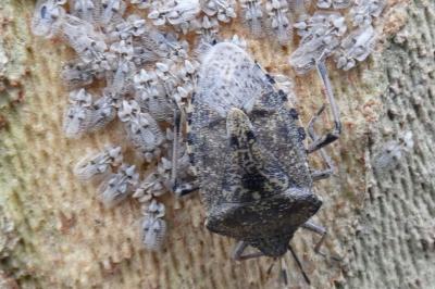 <i>Rhaphigaster nebulosa</i>