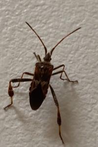 <i>Leptoglossus occidentalis</i>