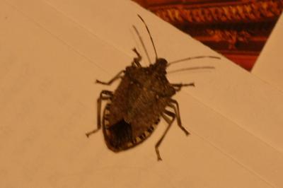 <i>Halyomorpha halys</i>