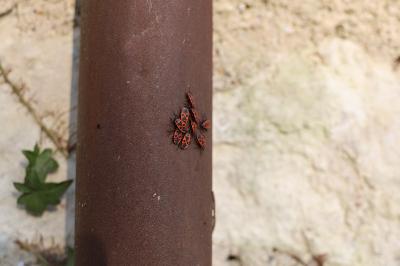 <i>Pyrrhocoris apterus</i>