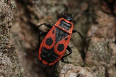<i>Pyrrhocoris apterus</i>
