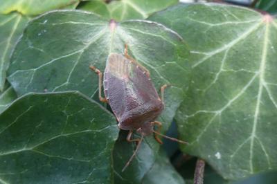 <i>Palomena prasina</i>