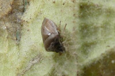 <i>Eysarcoris ventralis</i>