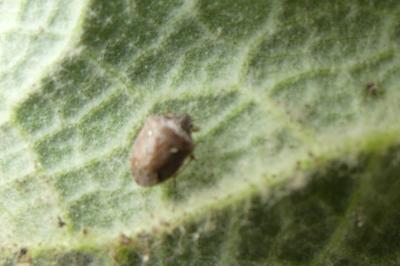 <i>Eysarcoris ventralis</i>