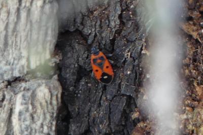 <i>Melanocoryphus albomaculatus</i>