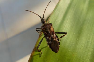 <i>Leptoglossus occidentalis</i>