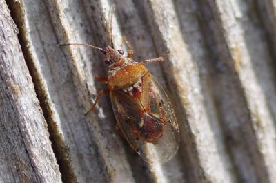 <i>Kleidocerys resedae</i>