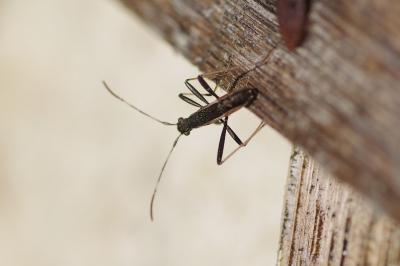 <i>Micrelytra fossularum</i>