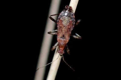 <i>Himacerus mirmicoides</i>