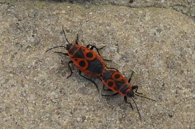 <i>Pyrrhocoris apterus</i>