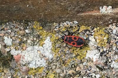 <i>Pyrrhocoris apterus</i>
