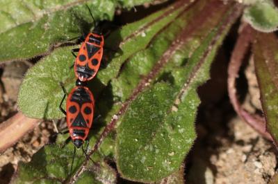<i>Pyrrhocoris apterus</i>