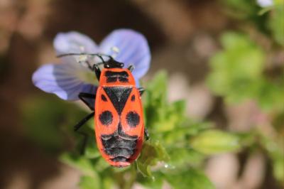 <i>Pyrrhocoris apterus</i>