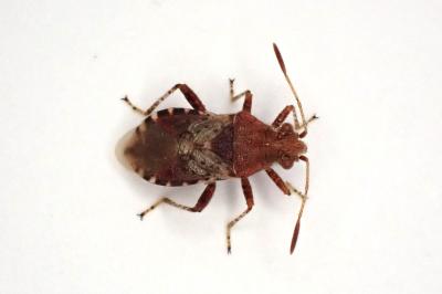 <i>Rhopalus subrufus</i>