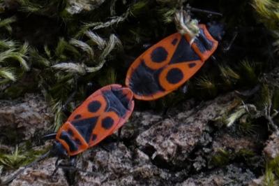<i>Pyrrhocoris apterus</i>