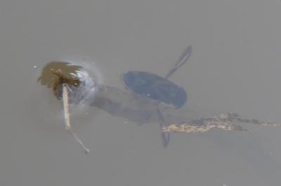 <i>Hesperocorixa sahlbergi</i>