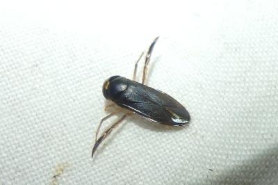 <i>Hesperocorixa sahlbergi</i>