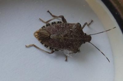 <i>Halyomorpha halys</i>