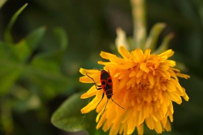 <i>Pyrrhocoris apterus</i>