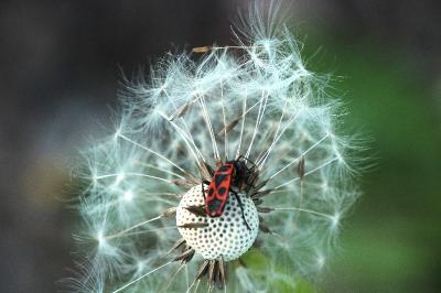 <i>Pyrrhocoris apterus</i>