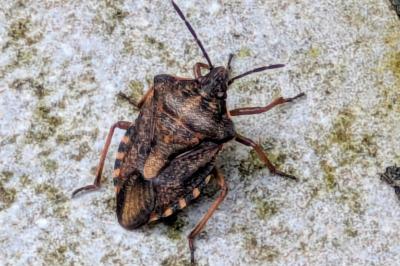 <i>Carpocoris purpureipennis</i>