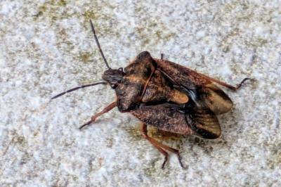 <i>Carpocoris purpureipennis</i>