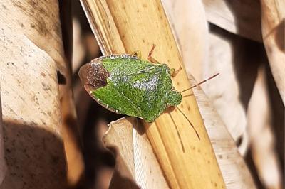 <i>Palomena prasina</i>