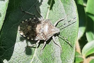 <i>Rhaphigaster nebulosa</i>