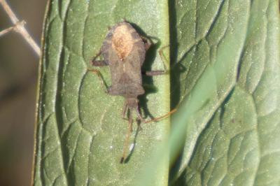 <i>Coreus marginatus</i>