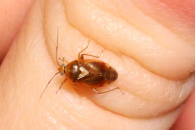 <i>Lygus pratensis</i>
