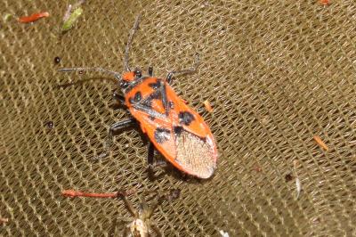<i>Corizus hyoscyami</i>