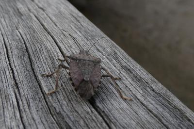 <i>Halyomorpha halys</i>