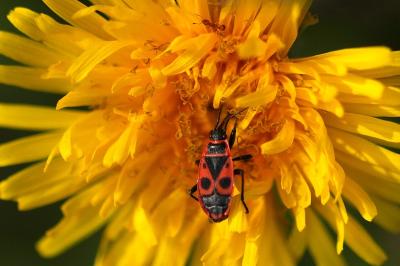 <i>Pyrrhocoris apterus</i>