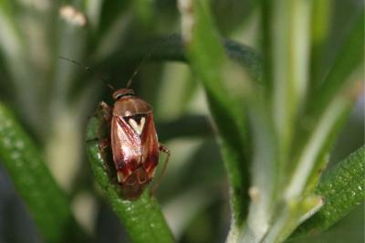 <i>Lygus pratensis</i>