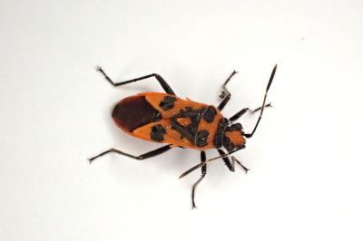 <i>Corizus hyoscyami</i>