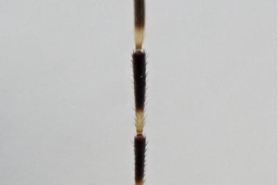 Dicranocephalus medius