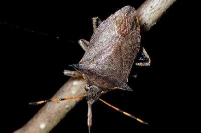 <i>Picromerus nigridens</i>
