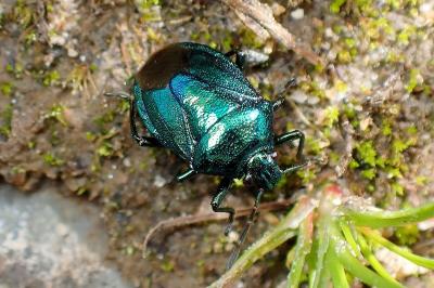 <i>Zicrona caerulea</i>