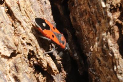 <i>Melanocoryphus albomaculatus</i>