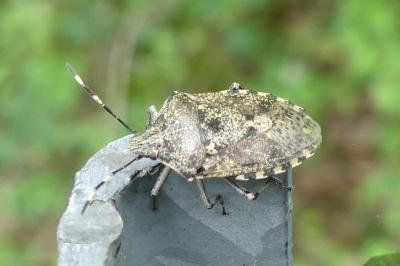 <i>Rhaphigaster nebulosa</i>